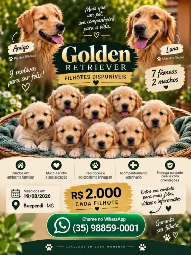 Golden Retrivier Filhotes