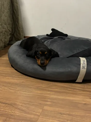 Basset Dachshund fêmea