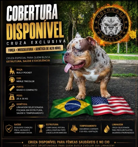American Bully ( COBERTURA )