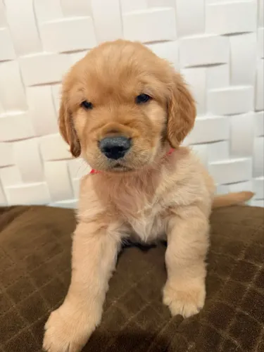 Golden retriever macho e fêmea disponível
