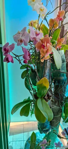 Orquídeas
