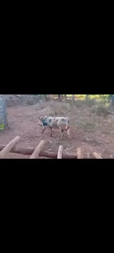 Vendo reprodutor pietran 4 pernil já enchertando