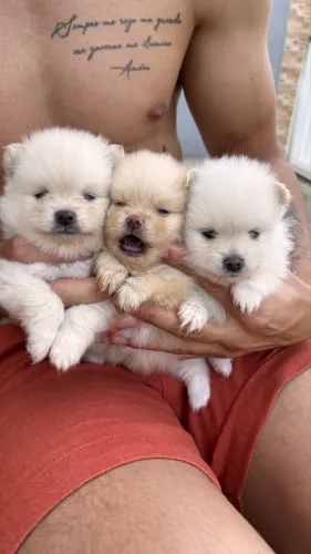 Spitz alemão (Lulu da pomerania) 