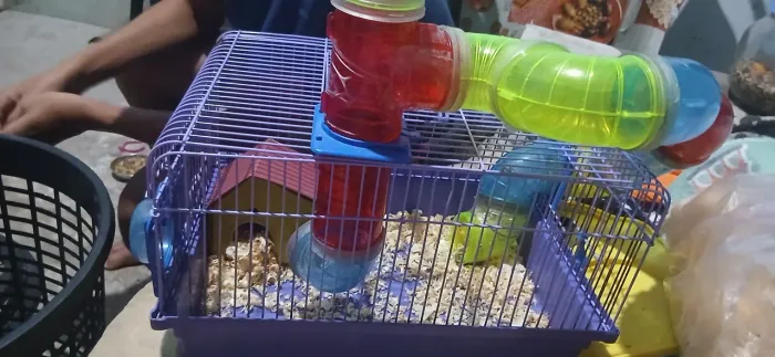 Filhote de hamster e gaiola