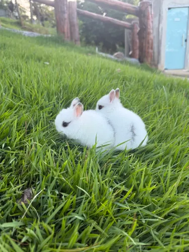 Coelho anão Netheland 