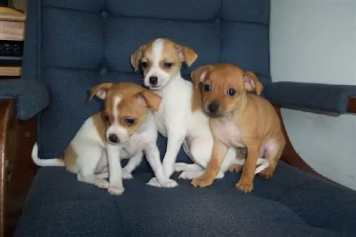 pisncher x chihuahua Eles trazem a inocência de volta para a nossa rotina. 9 975I 649l