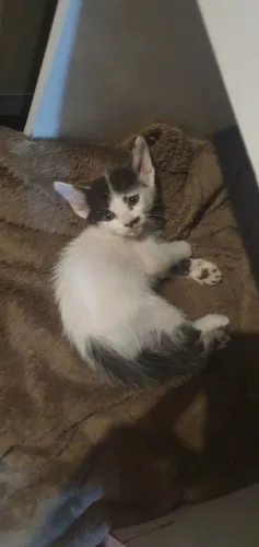 Doação Gato Filhote 01 Mês e meio 