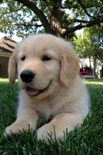 Fofuxinhos lindos filhotes de Golden retriever seu amigo aqui