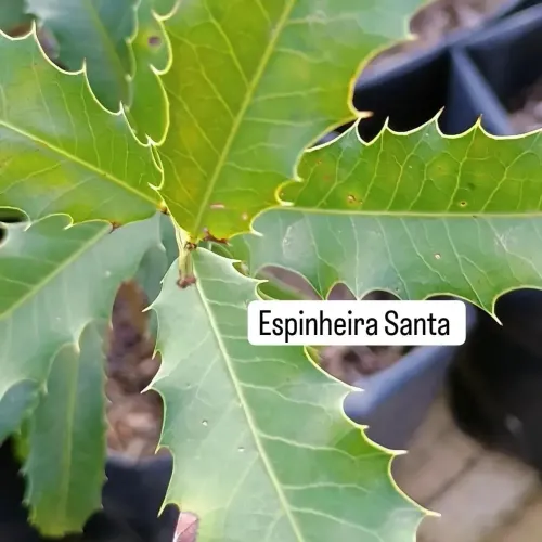 MUDAS DE ESPINHEIRA SANTA 