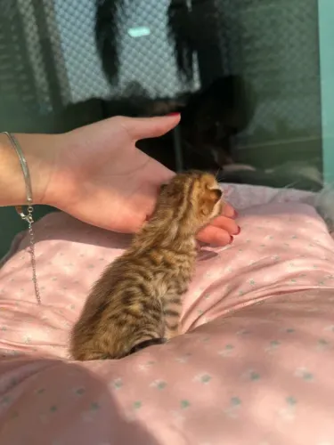 Filhotes Bengal Disponível 