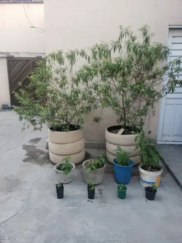 Mudas de erva baleeira