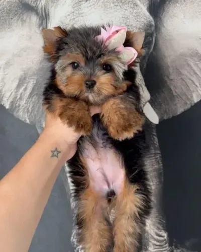 Filhoes Yorkshire Terrier Fêmea/macho linda como estrela 
