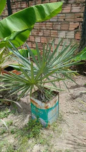 Palmeira Azul - Linda e Exótica