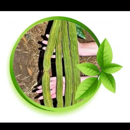 muda de Ingá de Metro da Amazônia. <br>Legítima,