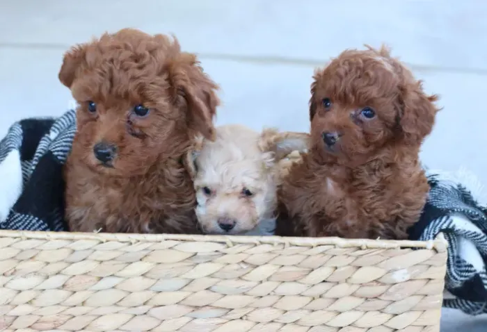 Poodle toy apricot amoroso e brincalhão
