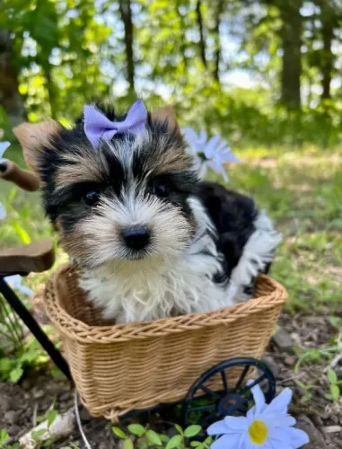 Fêmea Biewer Terrier com Medalha de Geolocalização
