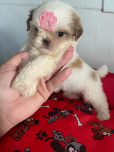 Filhote de Shih Tzu - Fofura em 4 Patas!