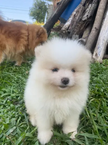 Filhote disponível Lulu da Pomerânia 