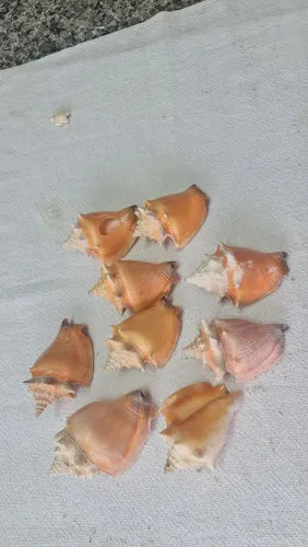 Conchas diversos tamanhos, cores e tipos