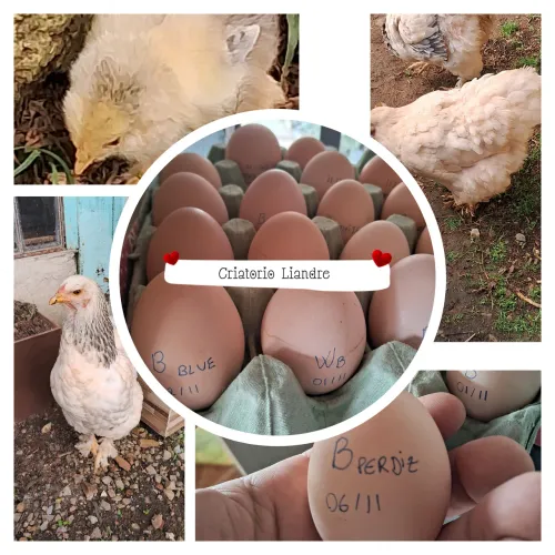 Ovos Galados de Galinha Brahma e Wyandotte Prata