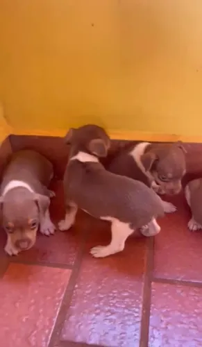 Filhotes de fox paulistinha marrom