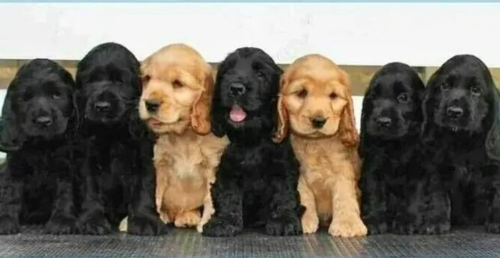 Cocker Spaniel Inglês ?  Alegre, carinhoso - Confira 