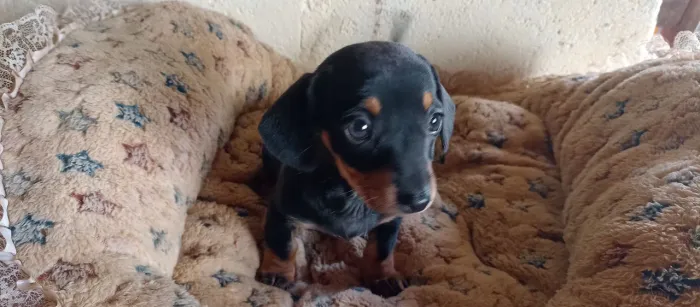 Kanichen fêmea,pronta entrega 