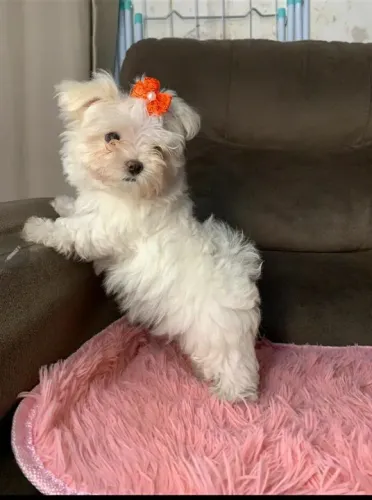 Maltês: O Cãozinho de Tamanho Ideal