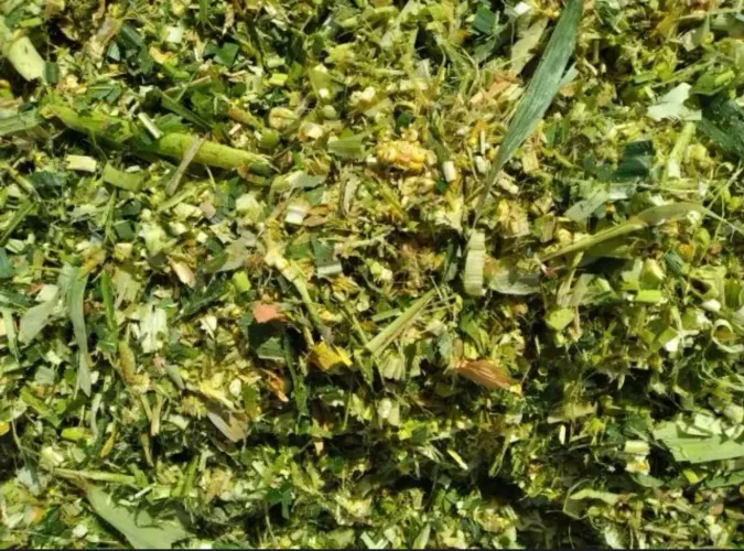 Silagem de milho com espiga , ensacada 22 kg