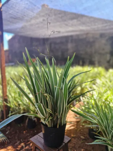 Mudas de plantas ornamentais - Variedade!