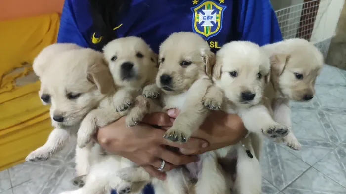 Filhotes de Golden Retriever