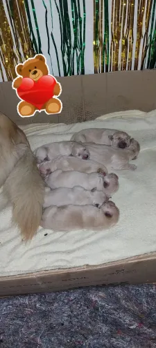 Filhotes Golden Retriever