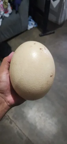 Ovos de avestruz 