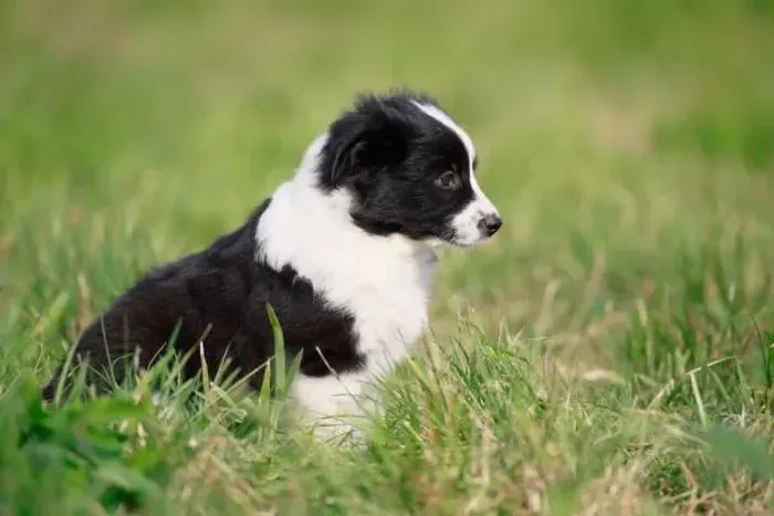 Filhotes de Border Collie com garantias, vacina e vermífugo!