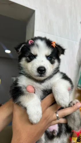 Filhotes de Husky Siberiano