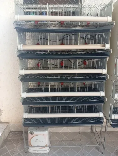 Gaiola para criação de codorna