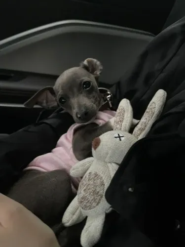 Italian Greyhound / Galgo italiano - Miniaturas 