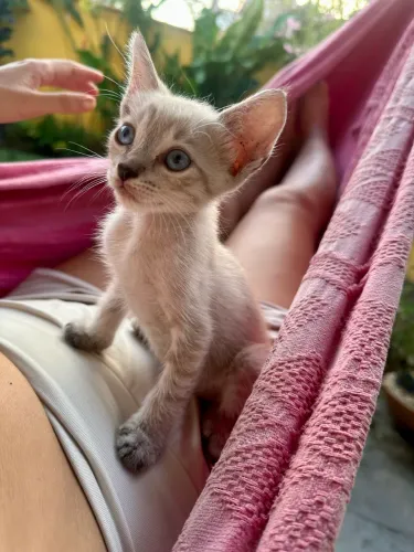 Gatinha para adoção responsável