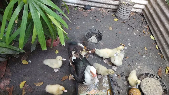 Vendo patinhos R$ 18,00