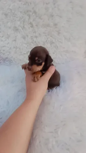 Pinscher chocolate zerinho macho 