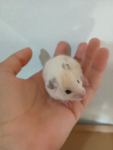 Hamster sírio 