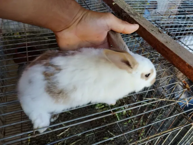 Coelhos 