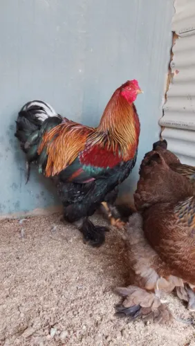 Brahma Perdiz