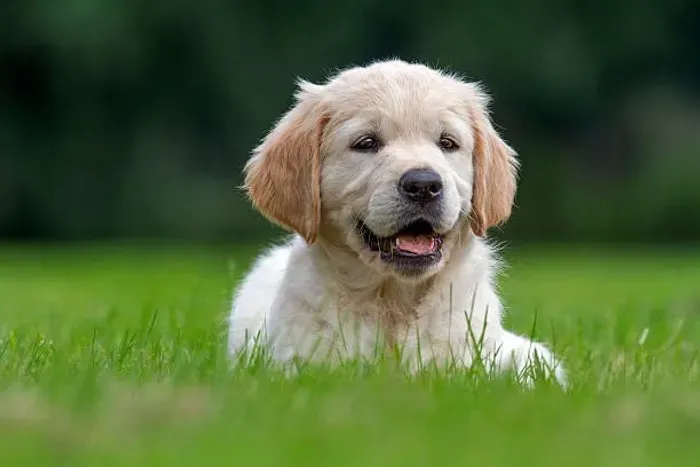 Golden Retriever Filhote Uma Companhia Para Encher Seus Dias de Alegria