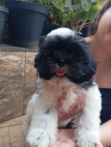 Filhotes de shih tzu 