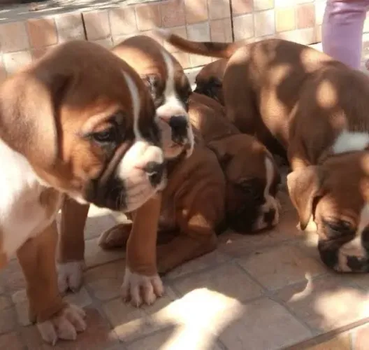 Boxer Filhotes 