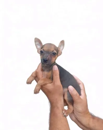 Pinscher macho com energia de sobra e muito amor