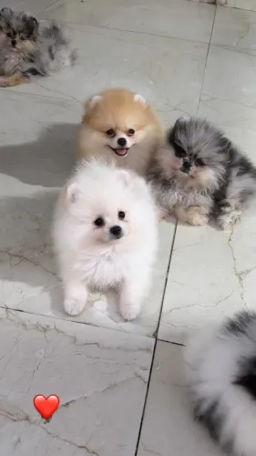 Lindos filhotes de Spitz alemão anão