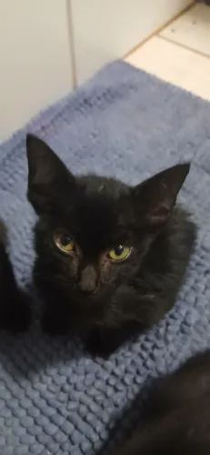 Adoção de lindos gatinhos!