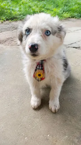 Filhotes border collie 